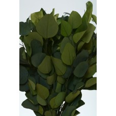 EUCALYPTUS POPULUS PRESERVED 24" Green OUT OF STOCK